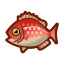 Red Snapper