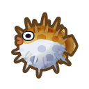 Puffer Fish