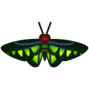 Rajah Brooke's Birdwing