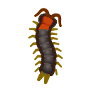 Centipede